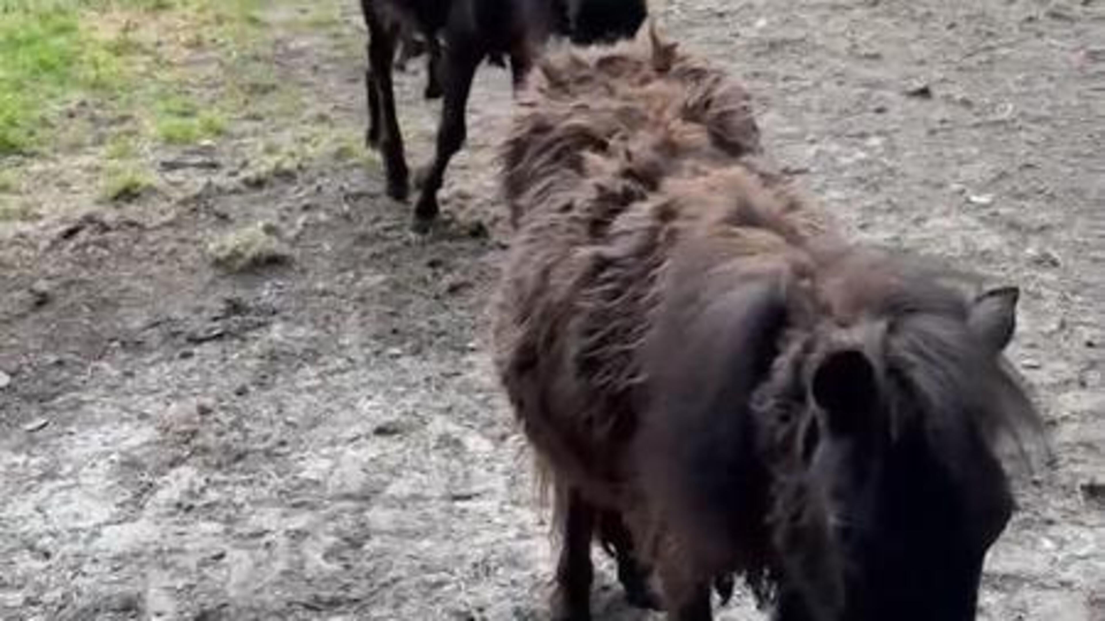 Britstra verwaarloost opnieuw zijn dieren op grond van de gemeente Groningen. ’Onder de schimmel en 